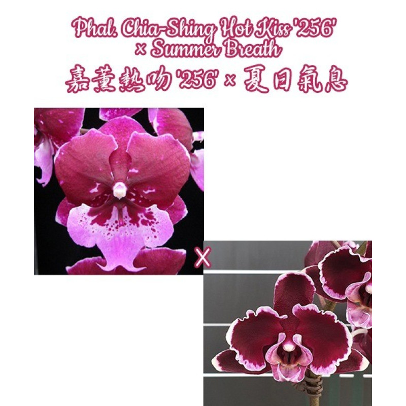 Орхiдея Phal. Chia Shing Hot Kiss 256 big lip × Summer Breath